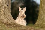 SCOTTISH TERRIER 186